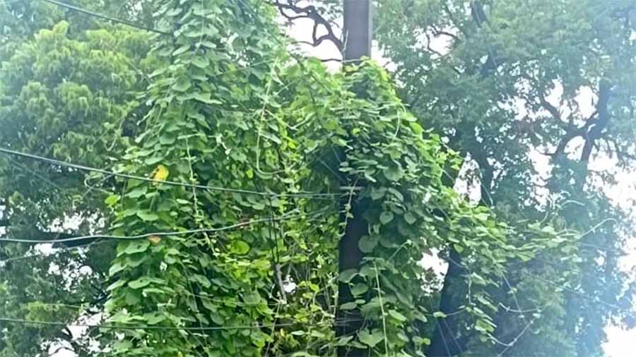 वृक्ष की तरह दिखने लगे बिजली खंभे, सालभर से बिजली बंद की समस्या से जूझ रहे शहरवासी