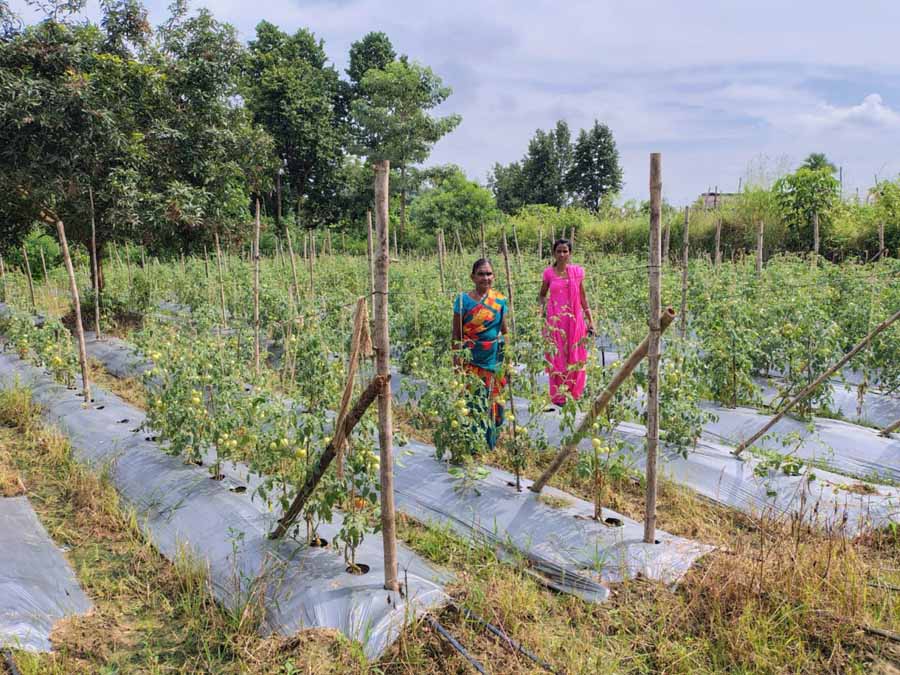 टमाटर, मिर्च लगाकर ग्राम झोडियाबाड़म की दीदियां बदल रही है अपनी जिंदगी की तस्वीर