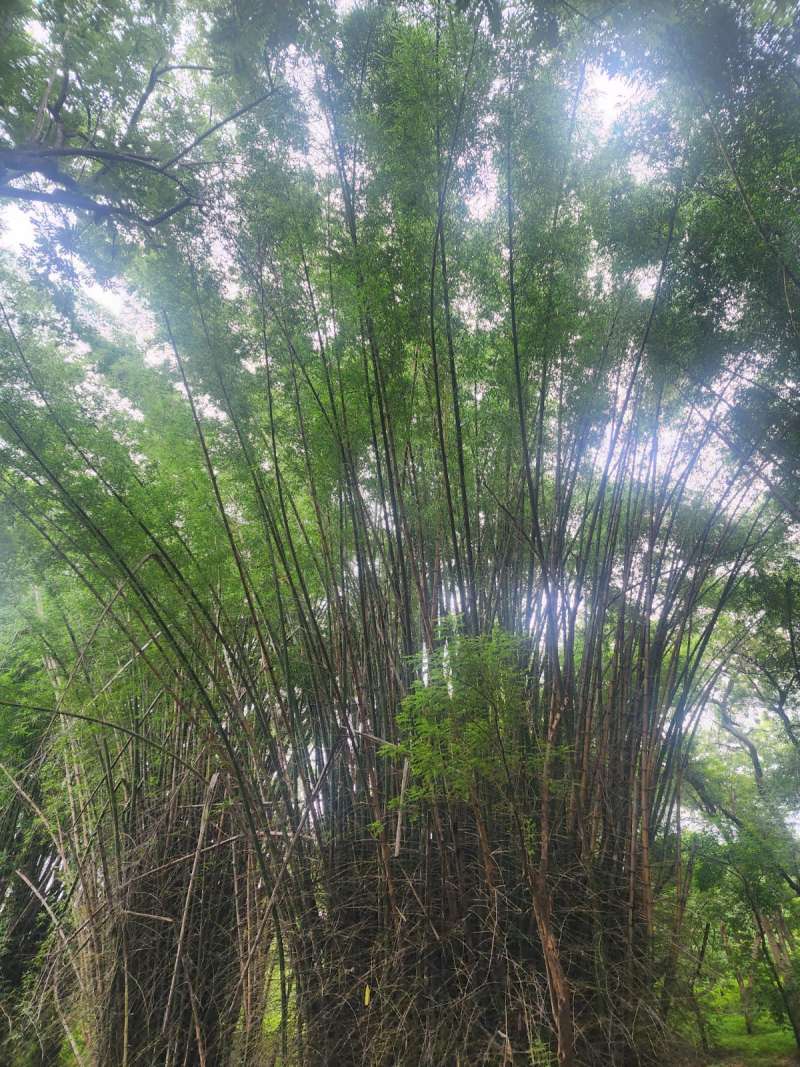 बांस संसाधन में मध्यप्रदेश देश में प्रथम बांस संसाधन में मध्यप्रदेश देश में प्रथम