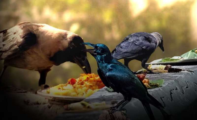 पितृपक्ष में पशु-पक्षियों को दें भोजन