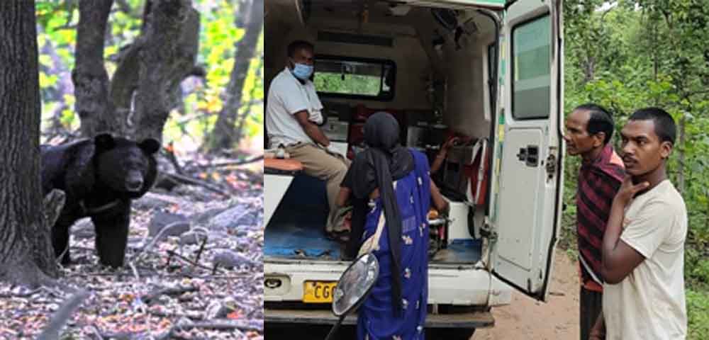 छत्तीसगढ़-मरवाही में भालुओं ने दो लोगों पर किया हमला, ग्रामीणों में फैली दहशत छत्तीसगढ़-मरवाही में भालुओं ने दो लोगों पर किया हमला, ग्रामीणों में फैली दहशत
