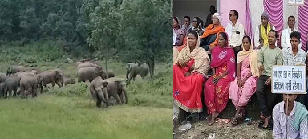 छत्तीसगढ़-कोरबा में हाथियों की दहशत, ग्रामीणों ने चिंघाड़ से डरकर खोला मोर्चा