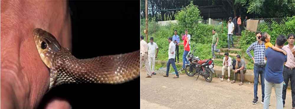 छत्तीसगढ़-जगदलपुर में घर में सो रही युवती को सांप ने डसा, अस्पताल में इलाज के दौरान मौत छत्तीसगढ़-जगदलपुर में घर में सो रही युवती को सांप ने डसा, अस्पताल में इलाज के दौरान मौत