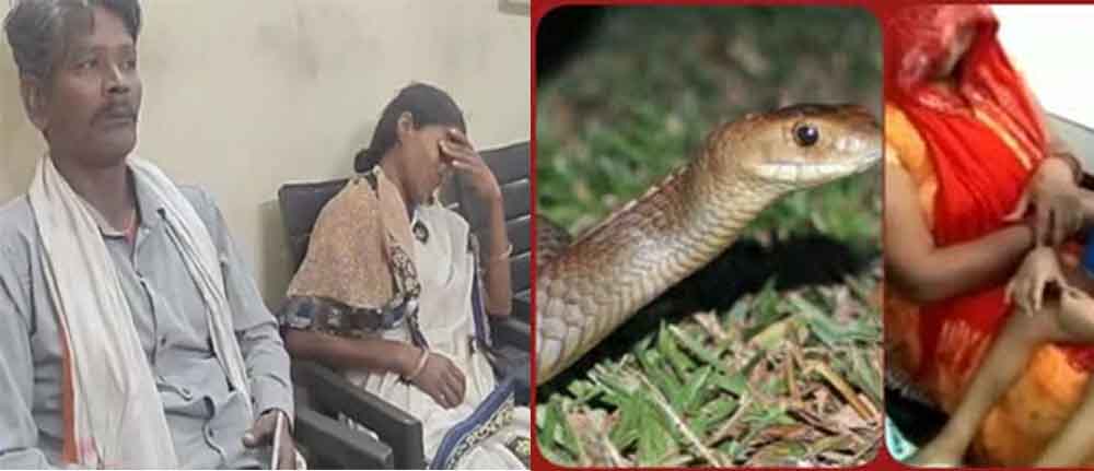 छत्तीसगढ़-कोरबा में सांप के काटने से बच्चे की मौत, फॉर्म हाउस में सांप के ऊपर रख गया था पैर