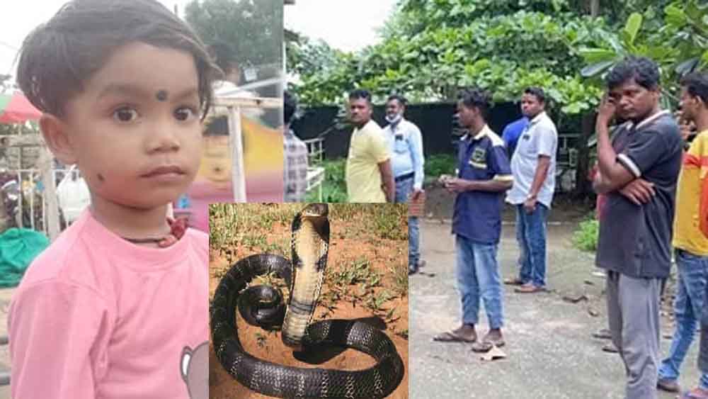 छत्तीसगढ-कोरबा में आंगने में खेल रहे इकलौते बच्चे को सांप ने डसा, परिजन ने समझा बरसाती कीड़े ने काटा छत्तीसगढ-कोरबा में आंगने में खेल रहे इकलौते बच्चे को सांप ने डसा, परिजन ने समझा बरसाती कीड़े ने काटा