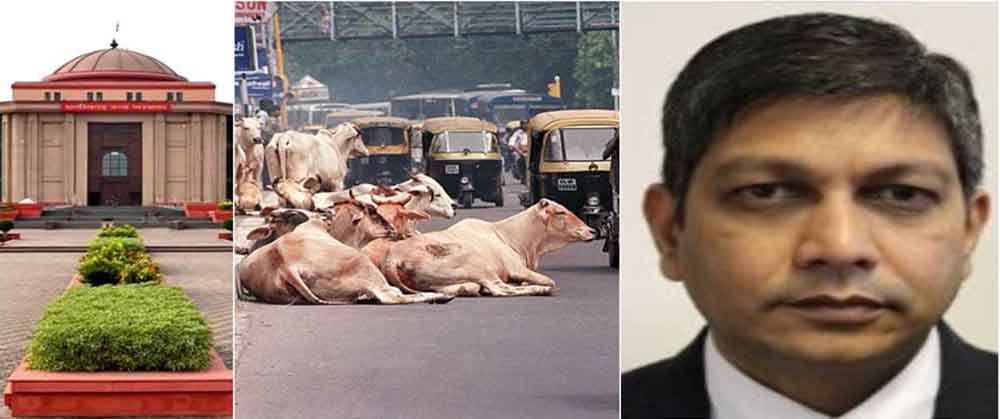 छत्तीसगढ़ हाईकोर्ट का मुख्य सचिव से सवाल, सड़क पर घूमते मवेशियों से कब मिलेगा छुटकारा? छत्तीसगढ़ हाईकोर्ट का मुख्य सचिव से सवाल, सड़क पर घूमते मवेशियों से कब मिलेगा छुटकारा?