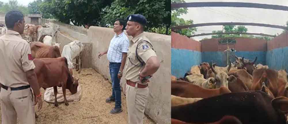 छत्तीसगढ़-राजनंदगांव में ट्रक में ठूंसकर ले जा रहे 35 गोवंश को छुड़ाया, कार-मोबाइल के साथ 5 आरोपी गिरफ्तार