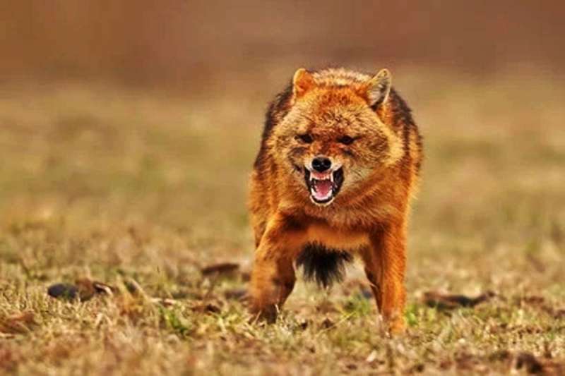 मध्य प्रदेश में सियार ने दो लोगों पर किया हमला, शख्स ने जानवर को हवा में उछाला, CCTV कैमरे में कैद हुआ वीडियो मध्य प्रदेश में सियार ने दो लोगों पर किया हमला, शख्स ने जानवर को हवा में उछाला, CCTV कैमरे में कैद हुआ वीडियो