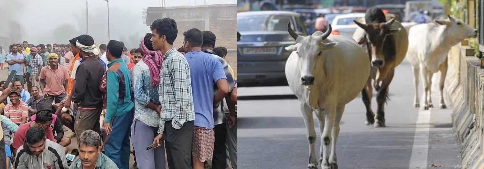 मवेशियों की समस्या से भड़के किसानो ने सड़क पर दिया धरना मवेशियों की समस्या से भड़के किसानो ने सड़क पर दिया धरना
