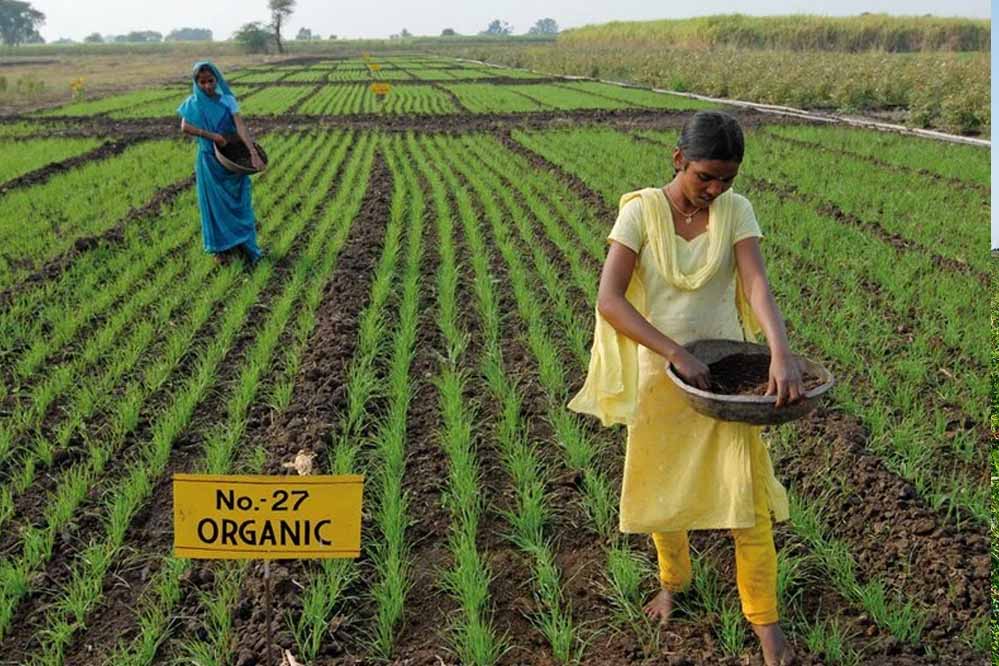 दंतेवाड़ा बनेगा देश का पहला जैविक जिला, जैविक क्रांति की ओर अग्रसर दंतेवाड़ा बनेगा देश का पहला जैविक जिला, जैविक क्रांति की ओर अग्रसर