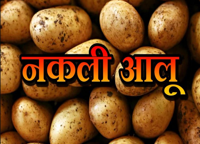 नकली आलू पर सरकार अलर्ट नकली आलू पर सरकार अलर्ट