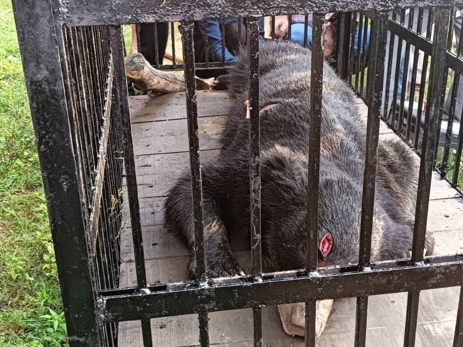 कानन में उपचार के दौरान मरवाही के भालू की मौत