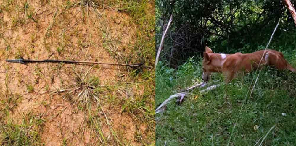 छत्तीसगढ़-गरियाबंद में हिरण का तीर से शिकार, अगले दिन पहुंचे रेंजर ने सामान्य मौत का दिया गैरजिम्मेदाराना बयान
