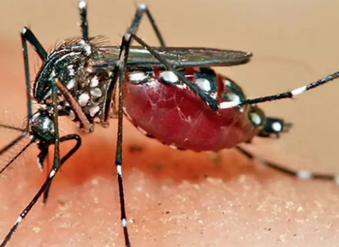 मध्य प्रदेश में डेंगू का कहर, हजारों मरीज अस्पतालों में भर्ती मध्य प्रदेश में डेंगू का कहर, हजारों मरीज अस्पतालों में भर्ती