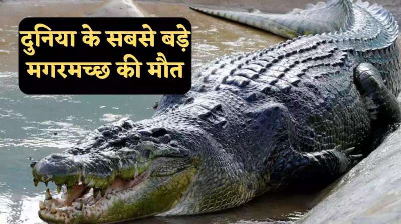 दुनिया के सबसे बड़े पालतू मगरमच्छ की मौत    