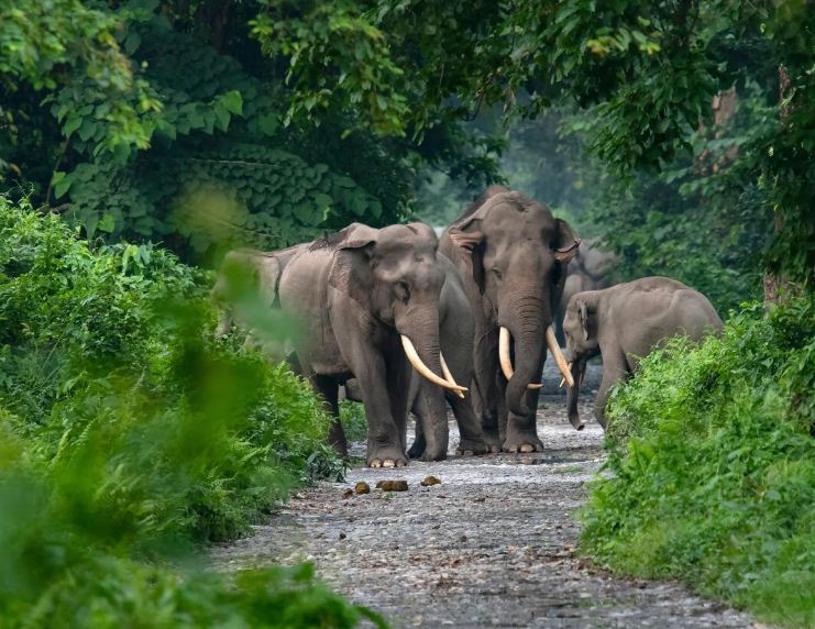 फंदेबाज शिकारियों पर कसी जाएगी नकेल फंदेबाज शिकारियों पर कसी जाएगी नकेल