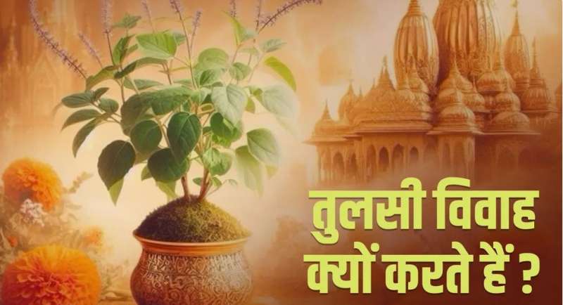 इस साल तुलसी विवाह कब है?