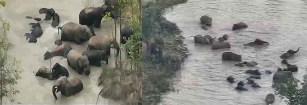 छत्तीसगढ़-रायगढ़ के बांध में हाथियों ने अपने बच्चों के साथ की मौज-मस्ती, ड्रोन कैमरे से बनाया वीडियो
