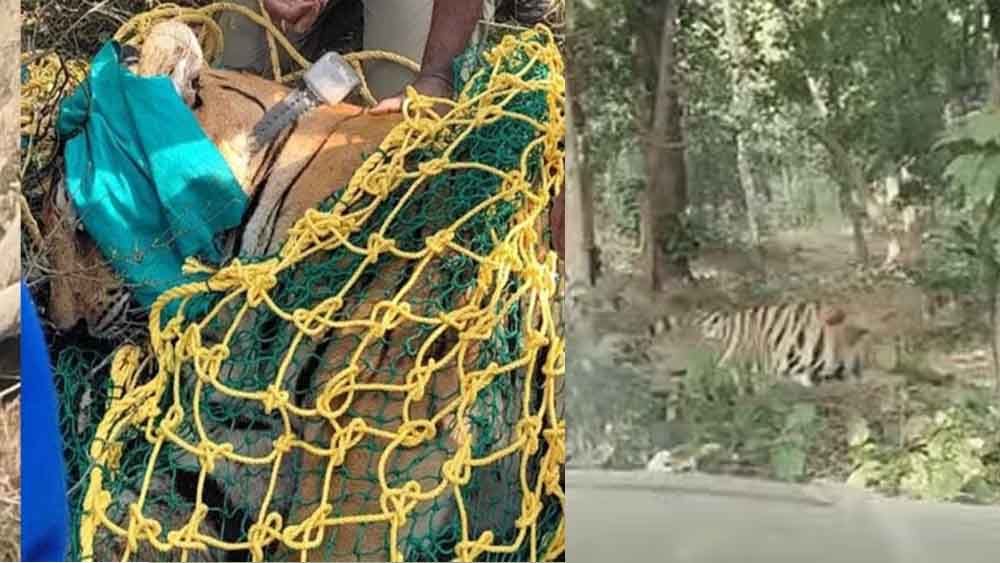 छत्तीसगढ़-भाटापारा में बाघ को किया रेस्क्यू, वन विभाग ने तमोर पिंगला टायगर रिजर्व में छोड़ा छत्तीसगढ़-भाटापारा में बाघ को किया रेस्क्यू, वन विभाग ने तमोर पिंगला टायगर रिजर्व में छोड़ा