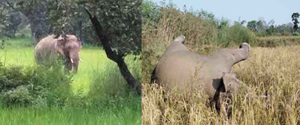 छत्तीसगढ़-मुंगेली में लोरमी जंगल में नन्हें हाथी का संदिग्ध शव मिला, बिजली के तार की चपेट में आने की आशंका