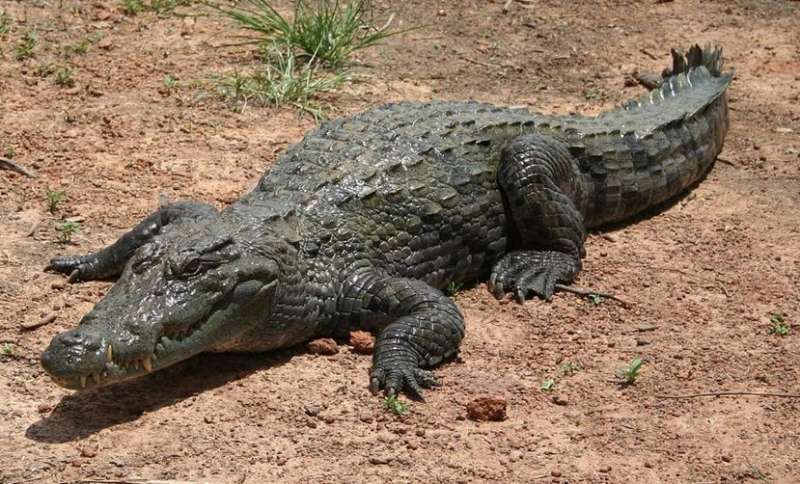 सुबह-सुबह घर में घुसा मगरमच्छ, लोगों में फैली दहशत