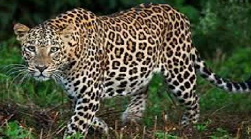 पटना-बिहटा के लोगों से सतर्क रहने की अपील, एयरफोर्स बाउंड्री के बाहर भागा तेंदुआ पटना-बिहटा के लोगों से सतर्क रहने की अपील, एयरफोर्स बाउंड्री के बाहर भागा तेंदुआ