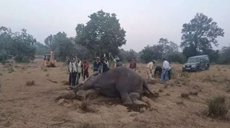 बांधवगढ़ टाइगर रिजर्व में हाथियों की संदिग्ध मौतों पर केंद्र सरकार ने उच्च स्तरीय जांच के आदेश दिए