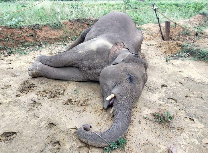 3 साल में बांधवगढ़ में 93 बाघों की मौत, अभी 10 हाथियों की मौत एक साथ 3 साल में बांधवगढ़ में 93 बाघों की मौत, अभी 10 हाथियों की मौत एक साथ