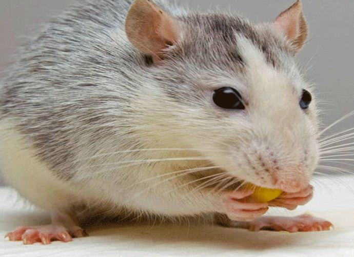 चूहों ने आंख खा ली…पटना NMCH में मच गया हंगामा