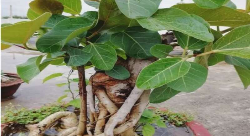 बरगद का पेड़ घर में लगाना शुभ या अशुभ? जानें फायदे और नुकसान