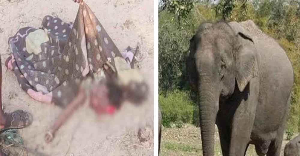 छत्तीसगढ़-धमतरी में घर में घुसा हाथी, तीन साल की बच्ची को पटक-पटक कर मारा
