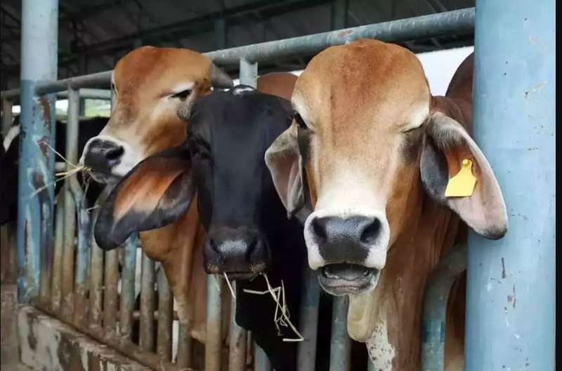 मप्र में गौपालन बनेगा लाभ का धंधा