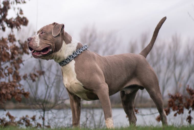 कैलिफोर्निया में तीन कुत्तों ने अपने मालिक पर किया हमला, अस्पताल में मौत कैलिफोर्निया में तीन कुत्तों ने अपने मालिक पर किया हमला, अस्पताल में मौत