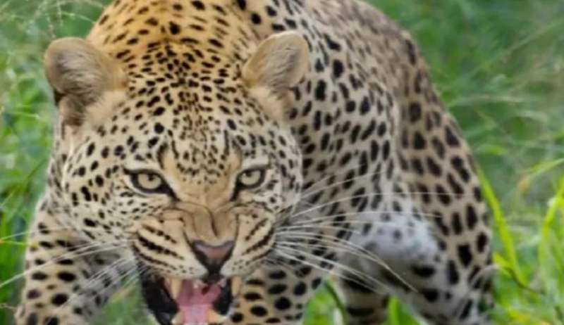 4 को जंगल में छोड़े जाएंगे अग्नि और वायु चीते