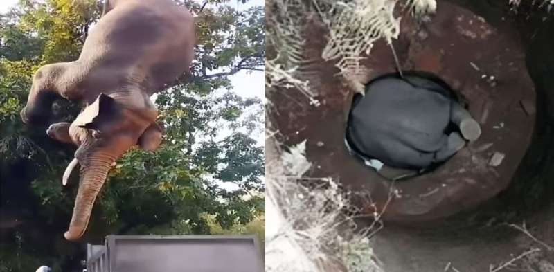 झारखंड के बोकारो में हाथी की कुएं में गिरने से मौत, वन विभाग मौके पर पहुंचा झारखंड के बोकारो में हाथी की कुएं में गिरने से मौत, वन विभाग मौके पर पहुंचा