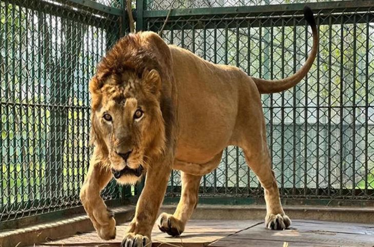 टिकटॉक वीडियो बनाते समय शेर के पिंजरे में घुसा शख्स, गंभीर रूप से घायल टिकटॉक वीडियो बनाते समय शेर के पिंजरे में घुसा शख्स, गंभीर रूप से घायल
