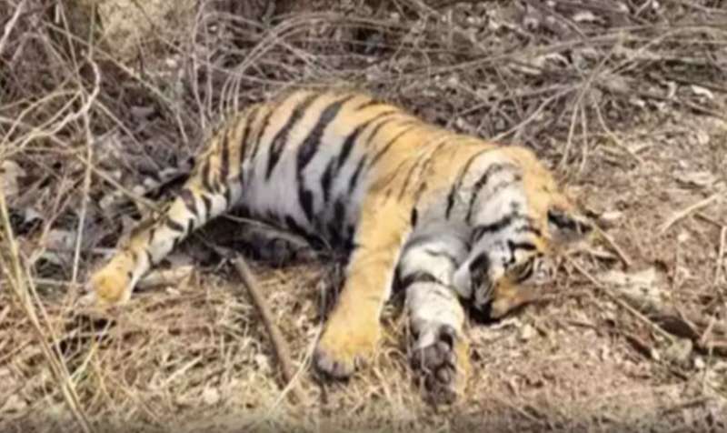 बिलासपुर में बाघिन का मिला शव; वन विभाग ने भेजा पोस्टमार्टम के लिए, शिकार की आशंका