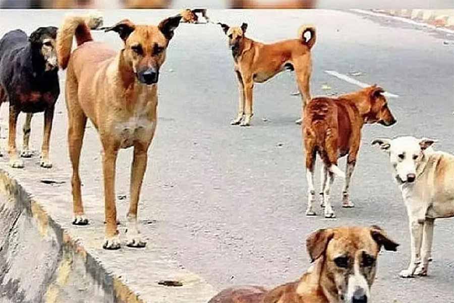 आवारा कुत्तों के झुंड ने 10 वर्ष के बच्चे पर किया हमला, हालात गंभीर आवारा कुत्तों के झुंड ने 10 वर्ष के बच्चे पर किया हमला, हालात गंभीर