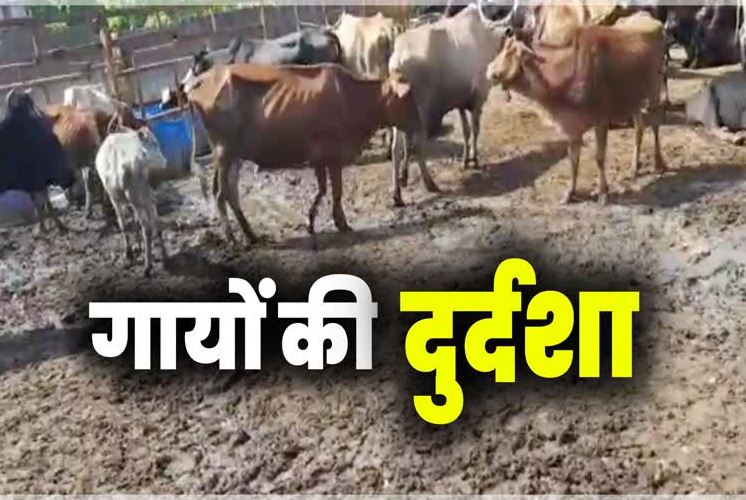 गोशालाओं में गायों की दुर्दशा गोशालाओं में गायों की दुर्दशा