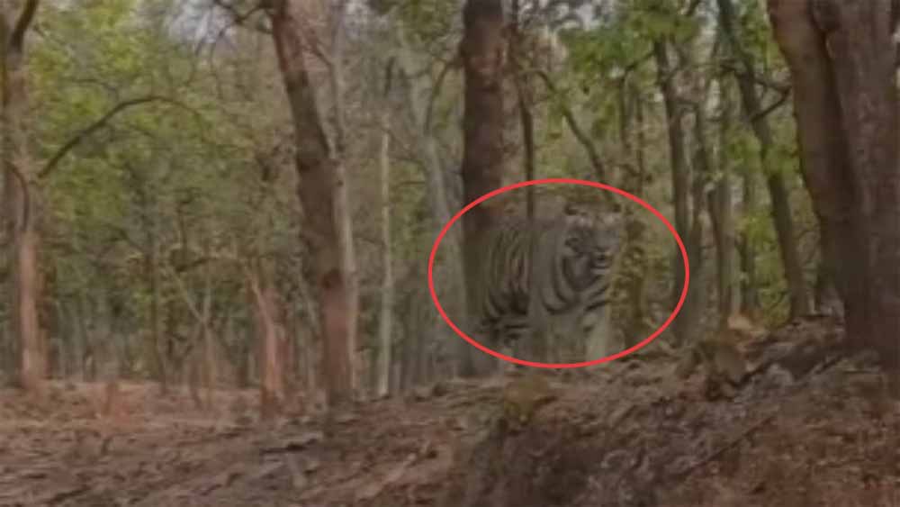 कुदरगढ़ में घूमता हुआ दिखाई दिया बाघ