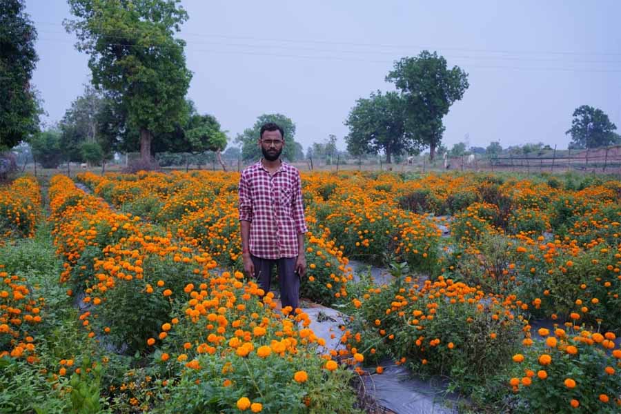 गेंदे की खेती कम लागत में ज्यादा मुनाफा गेंदे की खेती कम लागत में ज्यादा मुनाफा