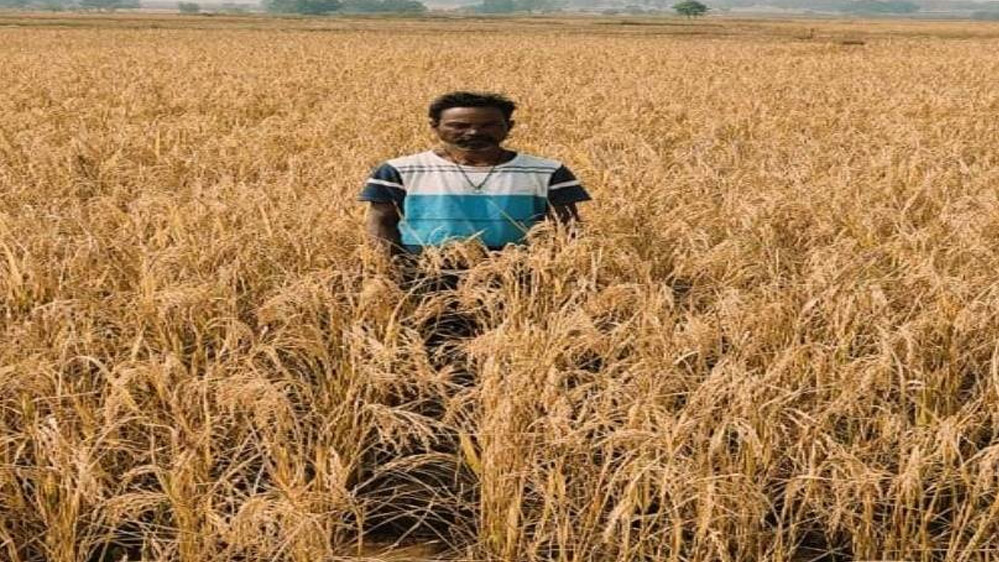 रायपुर : किसान सेवाराम की मेहनत रंग लाई रायपुर : किसान सेवाराम की मेहनत रंग लाई