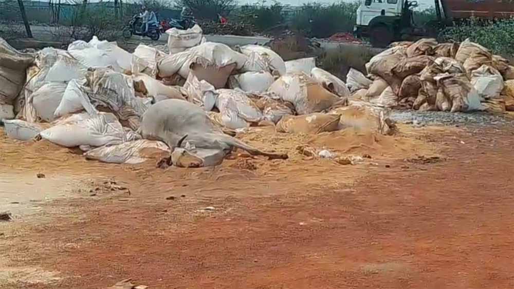 राजधानी के इंडस्ट्रियल एरिया में मिले 6 गायों के शव, जांच शुरू