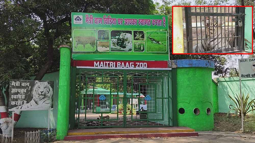 मैत्री बाग जू में वन्यजीवों को तपिश से बचने व्यापक इंतजाम, सफेद शेरों के इनक्लोजर में पानी का छिड़काव