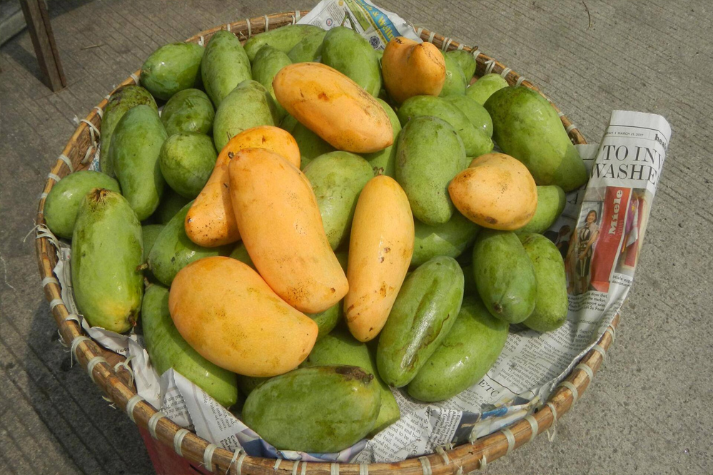 शासकीय उद्यान रोपणी बेन्द्रनवागांव में 16 और सेमरा में 17 अप्रैल को की जाएगी आम फलों की नीलामी