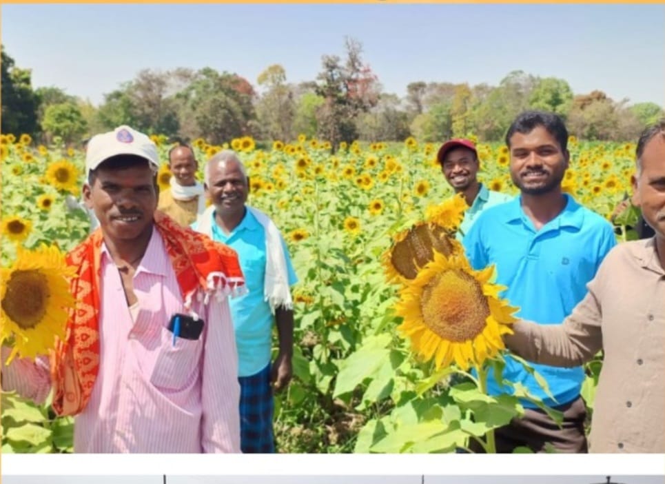 CG News- किसानों के लिए सुनहरा मौका! खाद्य तेलों में विदेशी निर्भरता कम करने के लिए सूरजमुखी की खेती को बढ़ावा देगी सरकार… CG News- किसानों के लिए सुनहरा मौका! खाद्य तेलों में विदेशी निर्भरता कम करने के लिए सूरजमुखी की खेती को बढ़ावा देगी सरकार…