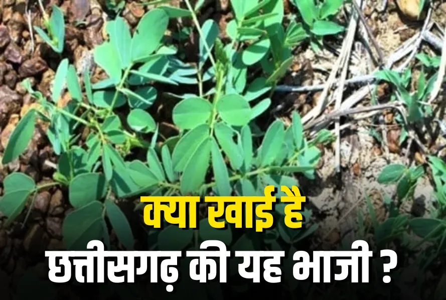 CG- छत्तीसगढ़ का हरा खजाना: गर्मी में ठंडक देने वाला ये पारंपरिक साग, सेहत के लिए है वरदान, जानिए इसे खाने के फायदे और रेसिपी….