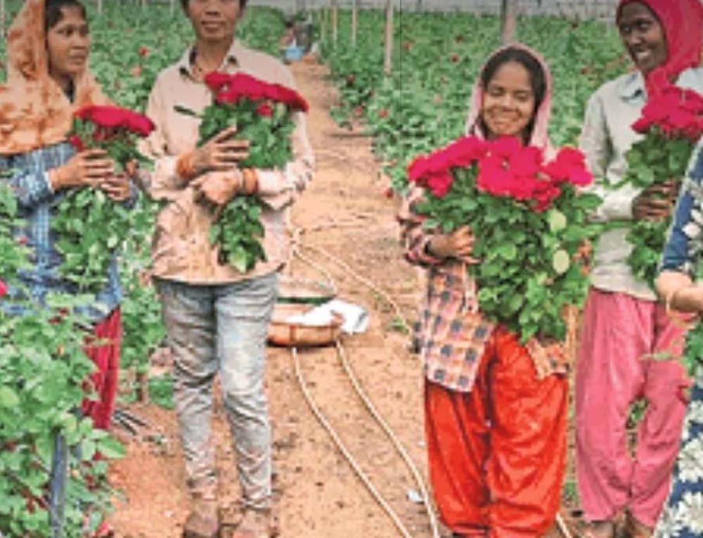 पारंपरिक खेती से बाहर निकलकर गुलाब की खेती की ओर कदम बढ़ाने वाले देवेंद्र आज एक उदाहरण बन चुके