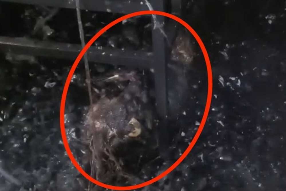 छत्तीसगढ़ में UP के 2 मजदूर जिंदा जले, निर्माण कैंपों की सुरक्षा व्यवस्था पर सवाल