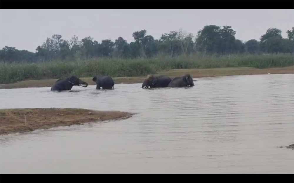 चार दंतैल हाथियों का एक दल तलाब में अठखेलियां करते आया नजर